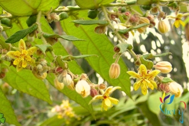 Cây cò ke - Grewia Paniculata Rox