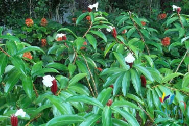 cay mia do   cheilocostus speciosus