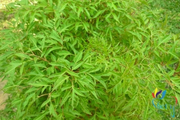 dinh lang   polyscias fruticosa