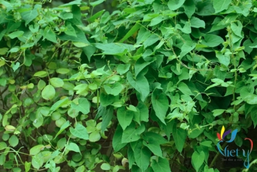 ha thu o   fallopia multiflora